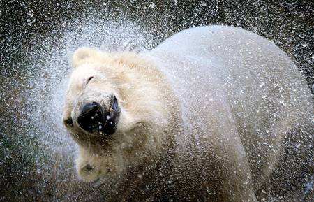 white bear - north, white, water, bear