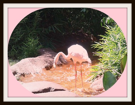 Pretty In Pink - flamingo, nature, gorgeous, pretty, pink, water, park, zoo