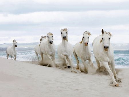 The white parade(for Betty) - white, horses, beach, animals, parade