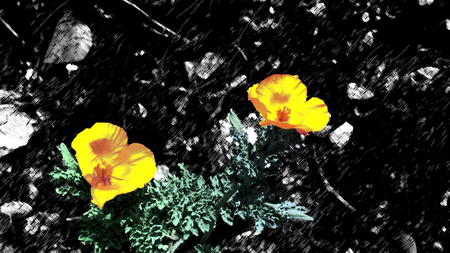 Two flowers - colorization, flowers, black, yellow