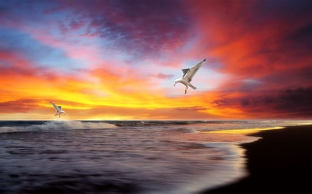 The old Seashore - bird, sea, sunset, beach