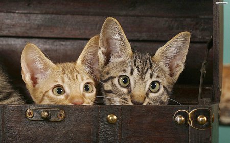 Spy cats - cat, animal, feline, cute, kitten