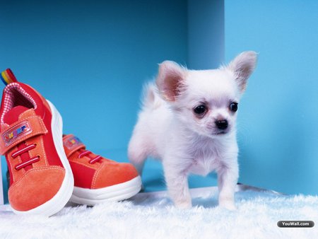 Taking care of my love tennis - animal, pet, sweet, tennis, shoe, dog