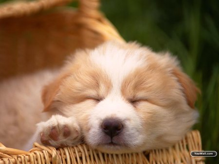 Sweet puppy on basket