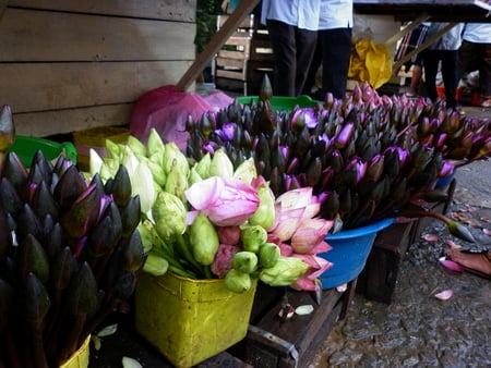 flower buds - market stall, sri lanka, colourful buds, for sale