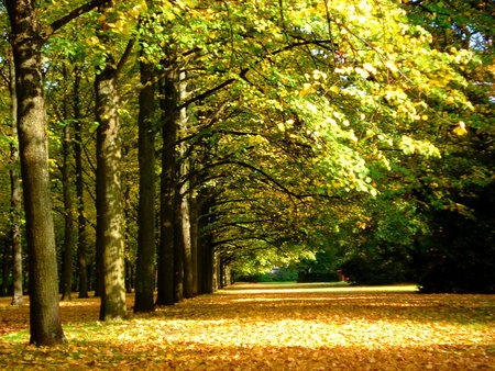 Late Summer, France - trees, summer, forest, fall, path, autumn, garden, france, park, woods