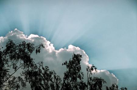 Beaming Sunrays - trees, branches, beams, rays, cloud, sky