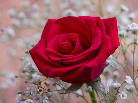 red rose - love, nature, red, rose, garden, flower