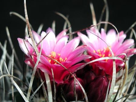 Pink nature - macro image, nature, close up, pink, photography, flowers