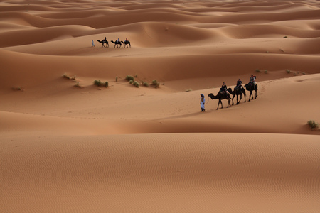 Sahara sanddunes - camels, places, popular, dunes, africa, nature, arid, brown, sand, deserts, sahara, bedouin