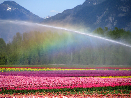 Festival colors - yellow, seabird, spring, pink, flowers, horticulture, rainbow, red, field, sky, beautiful, beauty, colors, colorful, tulips, nature, bright, mountains