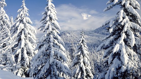 winter scenery - white, beautiful, snow, winter, mountains, pine trees