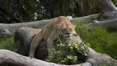 Relaxed - whiskers, fur, cat, trees, logs, feline, paws, ears, leaves, grass, lioness