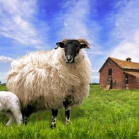 Blackface Sheep in Barn Meadow