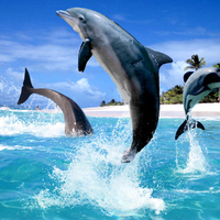 Dolphins jumping around beach