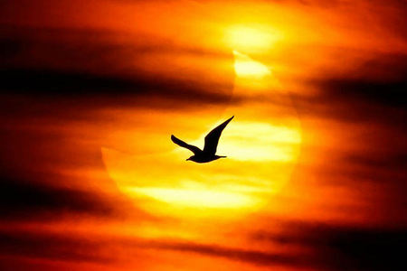 Seagul - bird, sunset, nature, flying, photo