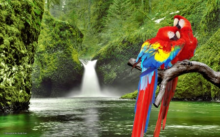 Macaw Parrots over Waterfall - parrots, birds, waterfall, red, green