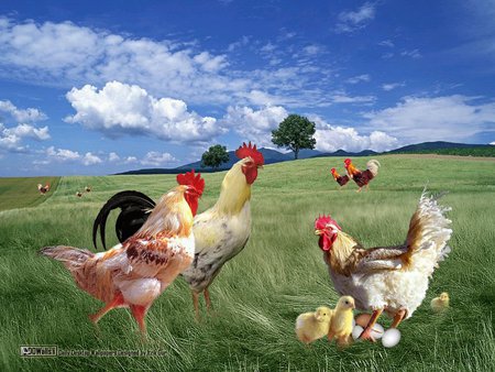 Galinhas - nature, grass, field, sky, chiken