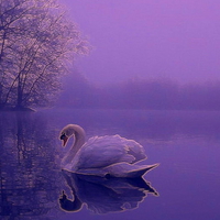 January swan