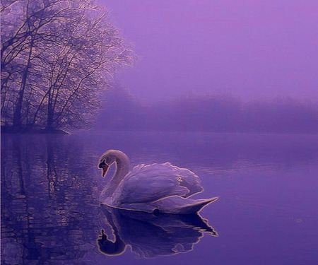 January swan - swan, lake, evening, reflection, frost, blue, winter, tree