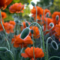 soft poppy flowers