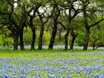 lavander field