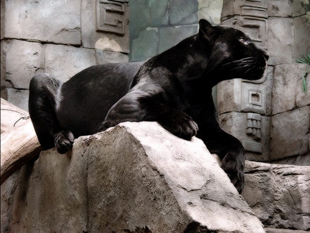 Temple Cat - carving, black, stone, feline, panther, cat, ruins