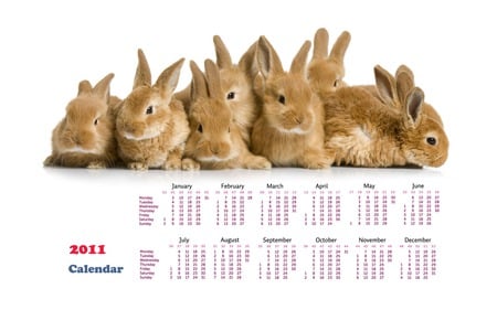 Rabbit Calendar 2011