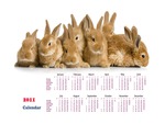 Rabbit Calendar 2011