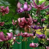 fantasy lillies