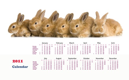 Rabbit Calendar 2011 - white, rabbit, 2011, animal, calendar, cute