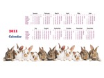 Rabbit Calendar 2011