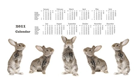 Rabbit Calendar 2011 - rabbit, animal, 2011, calendar, cute