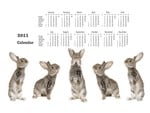 Rabbit Calendar 2011