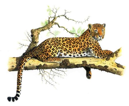 Leopard - beautiful, leopard, painting, on tree