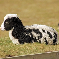 Cute Little Sheep