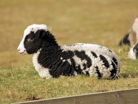 Cute Little Sheep - jacob, sheep, little, cute, picture