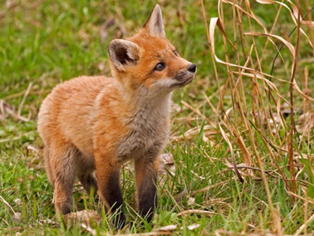 Cute Little Fox - red, cool, little, cute, picture, fox