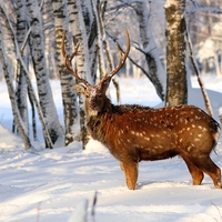 Deer in Snow