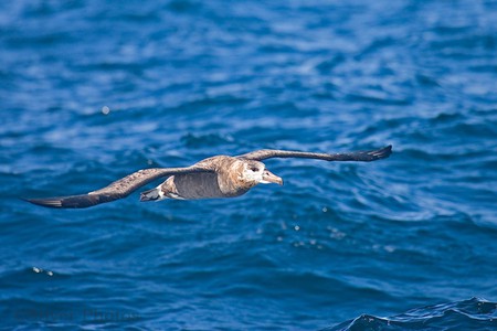 Black_Footed_Albatross - black, picture, flying, footed, albatross