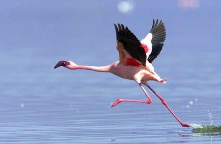 Flamingo Takeoff - beautiful, flamingo, picture, takeoff