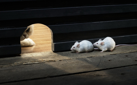 Tom & Jerry\'s - two, rats, cat, rat, mise, animals, waiting, wood, peeping, white, cats, beautiful, mouse hole, mouse, cute