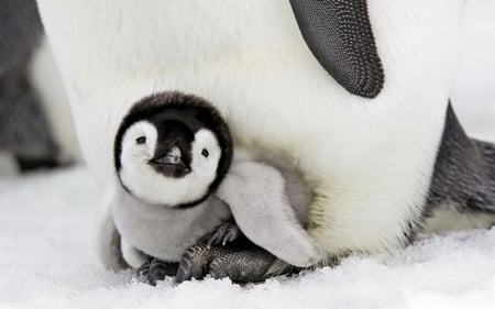 Cute Baby Penguin - birds, winter, beautiful, snow, baby, sweet, cute, animals, penguin