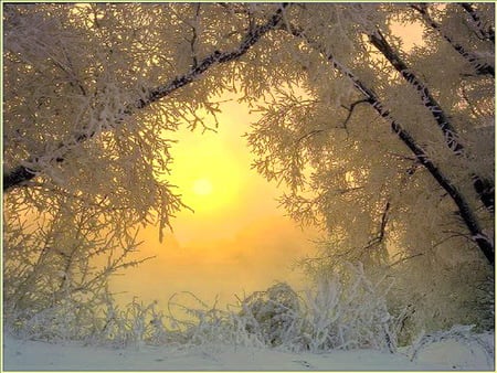 Winter trees - trees, sunset, golden sky, snow, frost