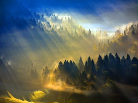 Golden bath - morning, trees, golden light, clouds, blue sky, sunrays