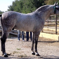 Spanish-Arabian Crossbreed