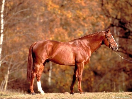 French Saddle Horse