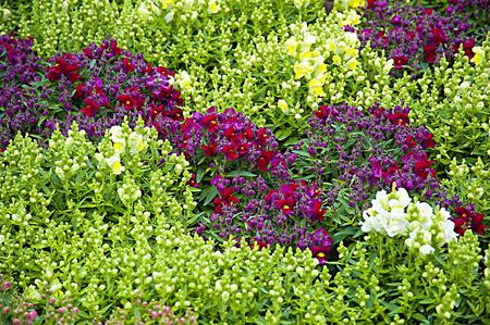 Flowers - flowers, purple, petals, nature