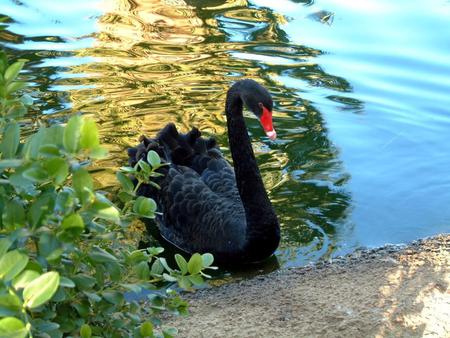 Swan - animal, swan, water, bird