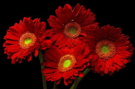 Daisies - nature, flowers, daisies, red